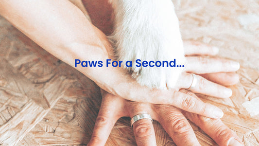 guide to healthy pet paws using a dog paw cleaner