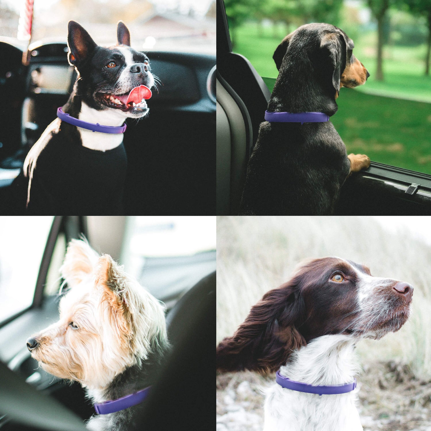 dogs wearing calming collars to help with stress and anxiety when around loud noises like fireworks or in car rides.