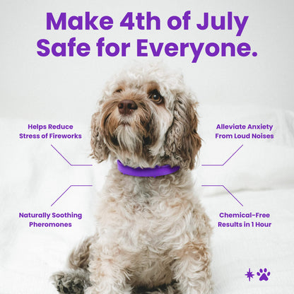 dog calming collar to help alleviate stress and anxiety in dogs including loud noises from fireworks or strange noises. The dog collar is purple and helps relax your pet in high anxiety situations