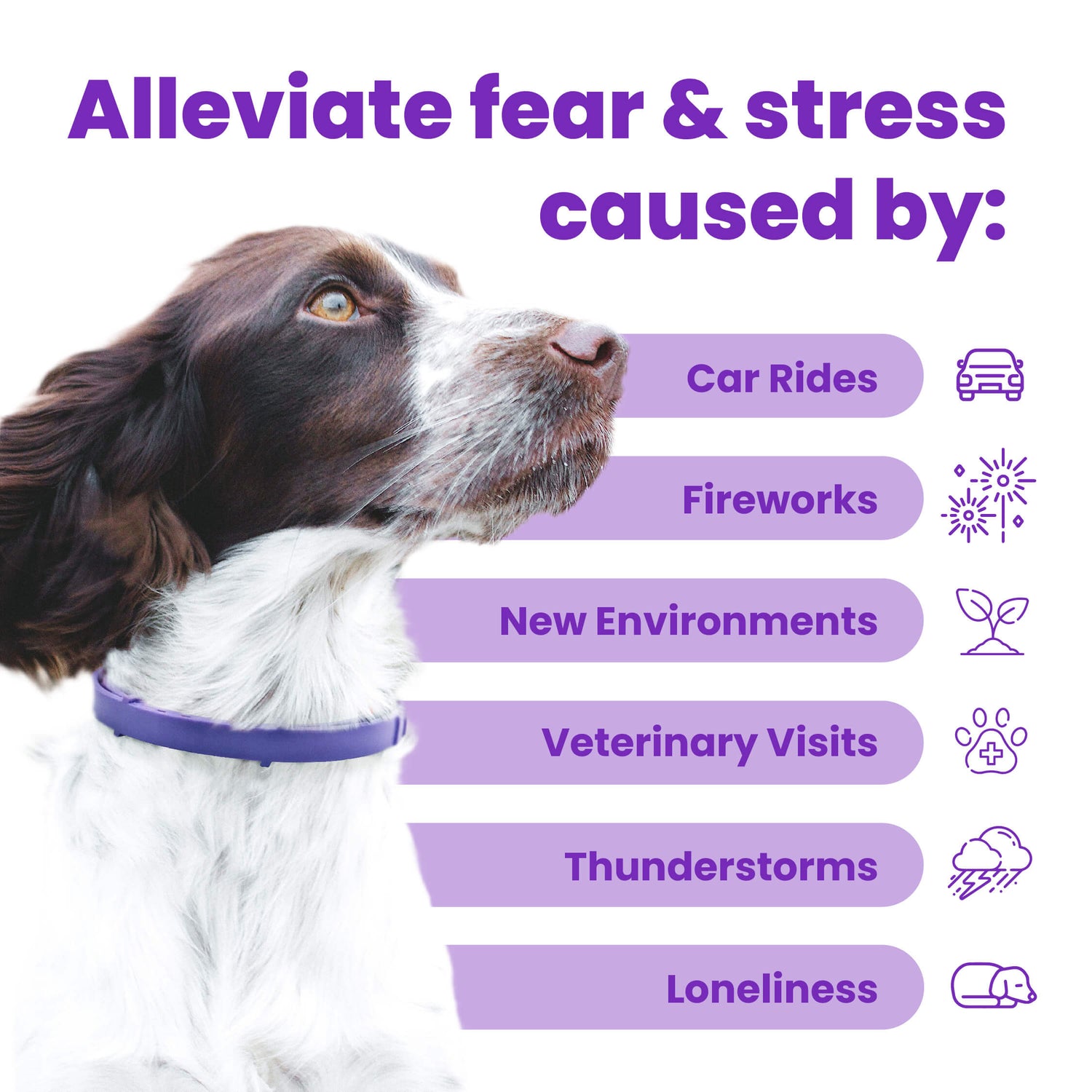 alleviate fear and stress caused by many loud noises such as fireworks and care rides. The purple calming collar helps relieve a dog from stress.