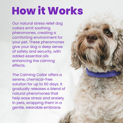 dog calming collar to help alleviate stress and anxiety in dogs including loud noises from fireworks or strange noises. The dog collar is purple and helps relax your pet in high anxiety situations