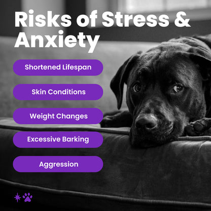 dog calming collar to help alleviate stress and anxiety in dogs including loud noises from fireworks or strange noises. The dog collar is purple and helps relax your pet in high anxiety situations